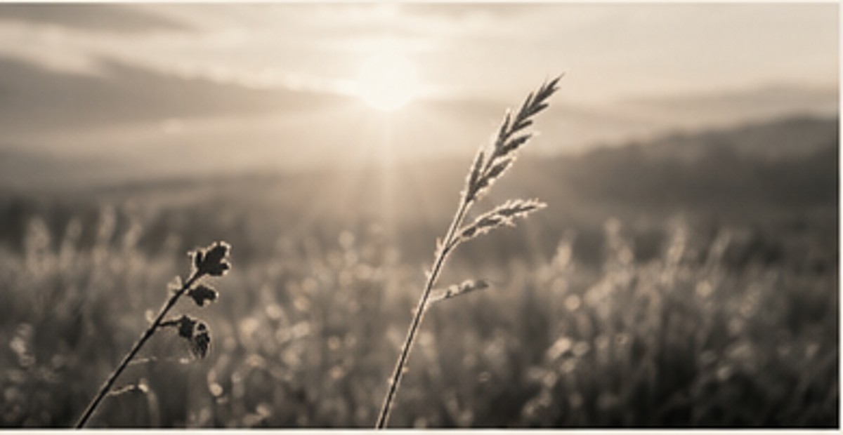 Gräser im Abendlicht